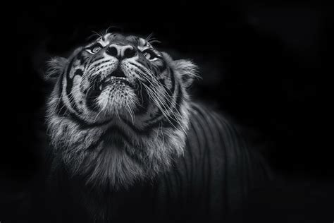 Dark Tiger Wallpapers - Top Free Dark Tiger Backgrounds - WallpaperAccess