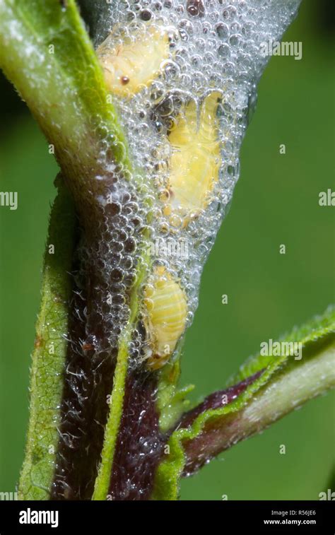 Meadow Spittlebug Philaenus Spumarius Nymphs Inside Nest Made From