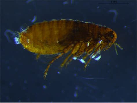 caparinia tripilis mites  phoretic association  archaeopsylla