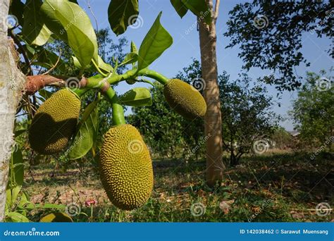 Fresh Green Jackfruit Artocarpus Heterophyllus Stock Photo Image Of