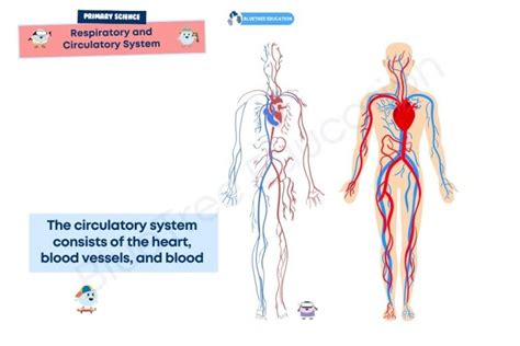 PSLE Science Handbook: Respiratory and Circulatory System - Bluetree ...