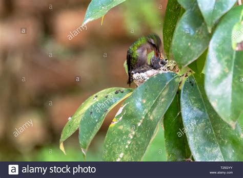 Cuban Bee Hummingbird Stock Photos & Cuban Bee Hummingbird Stock Images ...