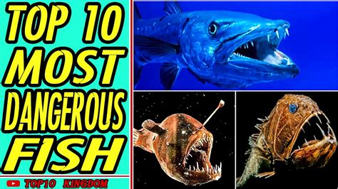 Top 10 Most Dangerous Fish