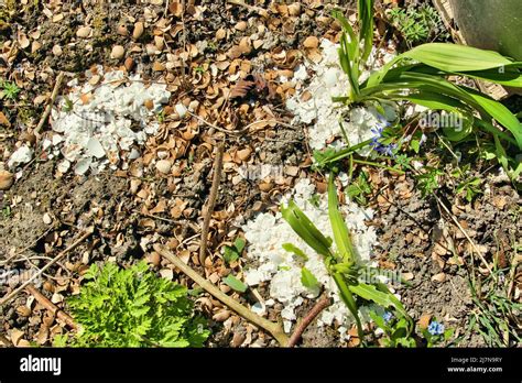 Eggshells Plant Slugs Hi Res Stock Photography And Images Alamy