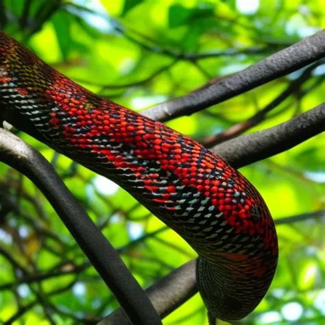 Exotic and Extraordinary: Discovering the World's Rarest Snake Species ...