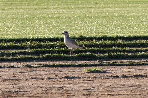 Mountain Plover Santa Cruz Flats Arizona Usa Th Decem Rob