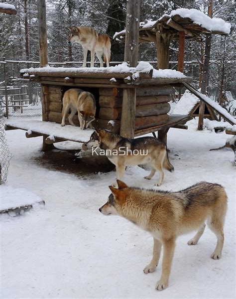 "Wolves in Levi, Finland" by KanaShow | Redbubble