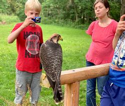 Gallery Raptor Hill Falconry