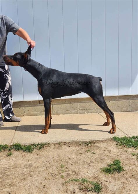 Ruiz Dobermans Doberman Pinscher Puppies For Sale In Louisville Ky Akc Marketplace