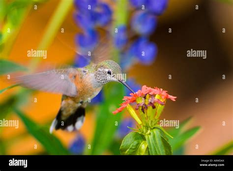 Female Rufous Hummingbird Selasphorus Rufus In Leadville Co Garden