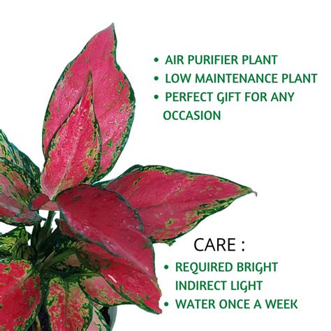 Aglaonema Red Plants – anandiexoticplants