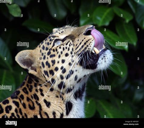 Hungry African Leopard Looking Up Whilst Llicking Her Lips Stock Photo