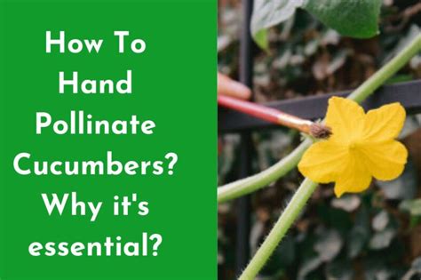 Understand Cucumber Pollination Process How Cucumbers Pollination Works Happiness Cucumber