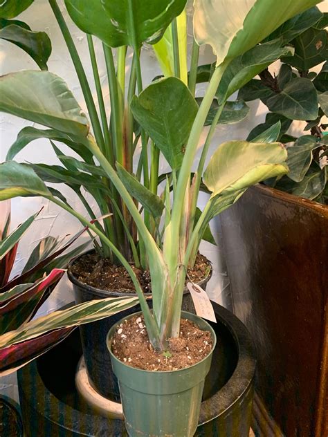 6” Strelitzia - Flowers Talk Tivoli