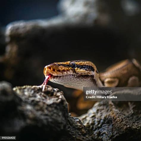 python mouth   premium high res pictures getty images