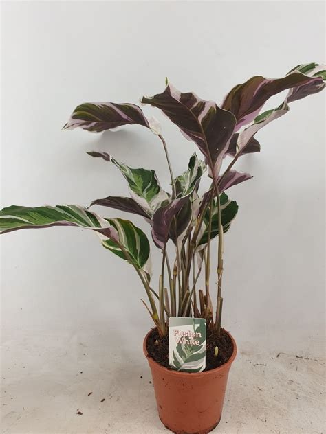 Calathea White Fusion Plant Wholesale Floraccess