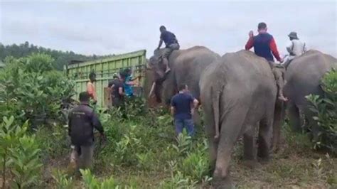 Dua Rumah Warga Di Bener Meriah Aceh Rusak Diamuk Gajah Liar