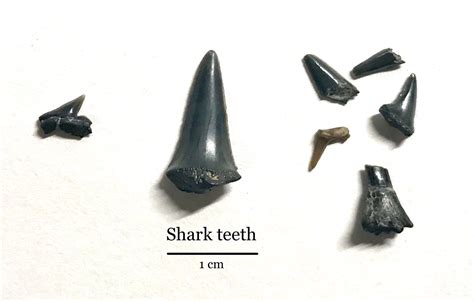 Shark teeth (and sawfish) - Members Gallery - The Fossil Forum