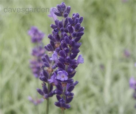 Plantfiles Pictures Lavandula English Lavender Imperial Gem Lavandula Angustifolia By