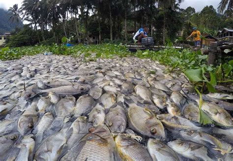 FOTO Cuaca Buruk 921 Ton Ikan Di Danau Maninjau Mati Massal Akibat