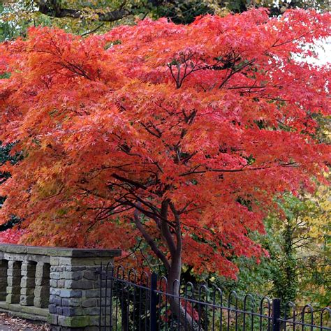 Quercus Rubra Red Oak Bare Root Hedge Green Hedging Tree Plants Ebay