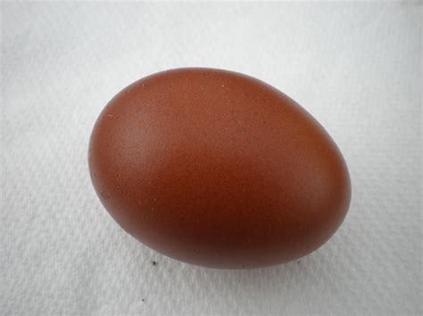 Chicken Crazy in Oregon: Black Copper Marans Eggs