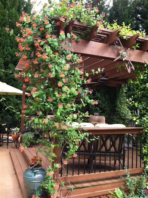 Top 17 Plants For Pergolas The Best Climbing Pergola Plants