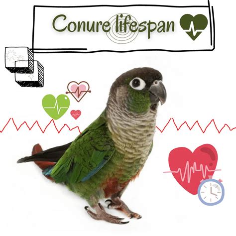 Conure lifespan - How long does green cheek conure live