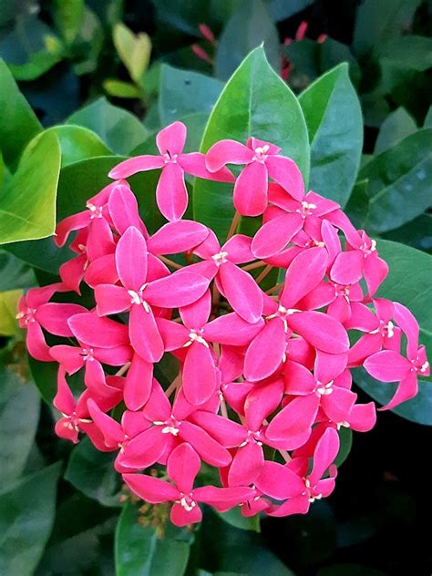 Ixora Bunga Merah Jambu Foto Gratis Di Pixabay Pixabay