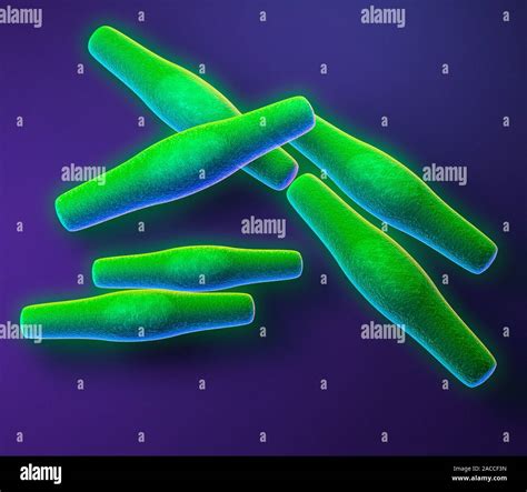 Las Bacterias De ántrax Equipo Ilustraciones De La Bacteria Bacillus