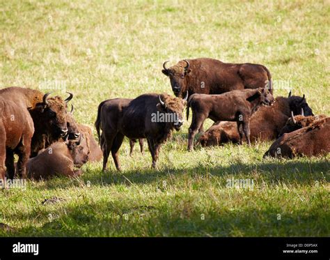 Steppe Bison Hi Res Stock Photography And Images Alamy