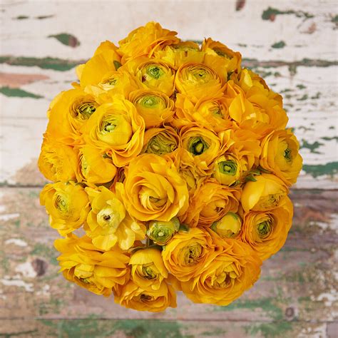 Ranunkel Ranunculus Gelb Bild Kaufen Gartenbildagentur