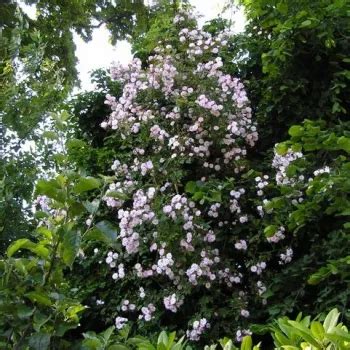 Rosa Blanco Rosales Ramblers Trepadores Rosa De Fragancia Intensa