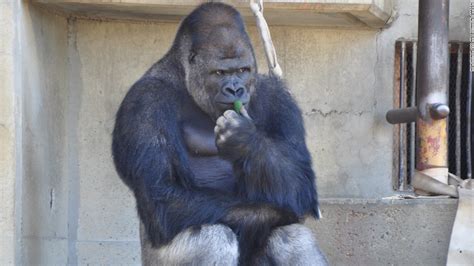 Surprisingly handsome male gorilla excites women - CNN.com