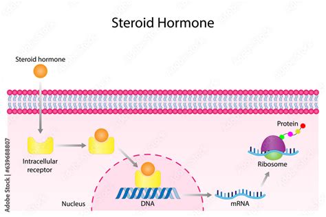 Stockvector Steroid Hormones Mechanism Of Action Steroids Bind To An