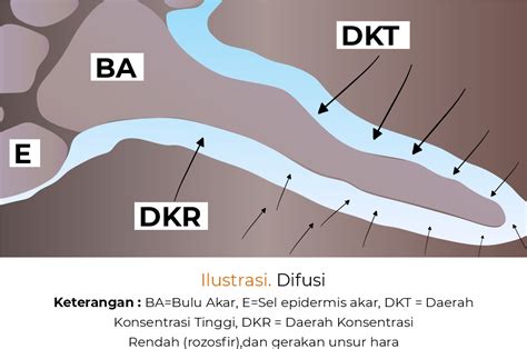 tanaman menyerap unsur hara dgw fertilizer