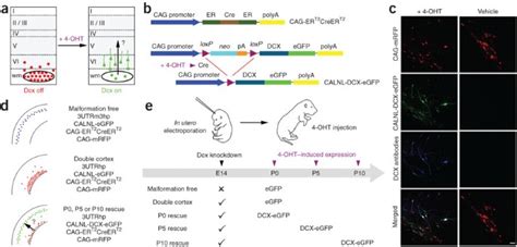 Dcx Reexpression Reduces Subcortical Band Heterotopia And Seizure