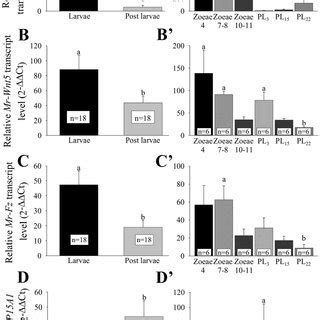 Relative Transcript Levels Of Key Metamorphosis Related Genes Relative