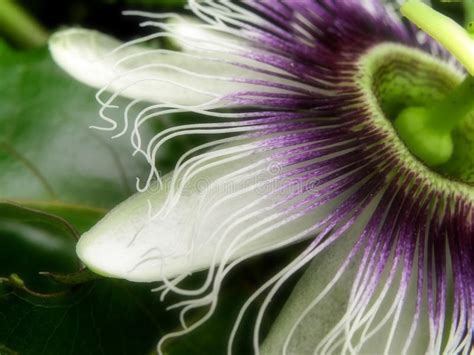 Passion Flower Tendrils And Petals Stock Image Image Of Granadillas