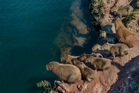 Capibara Qué Es Dónde Vive Y Qué Come Resumen