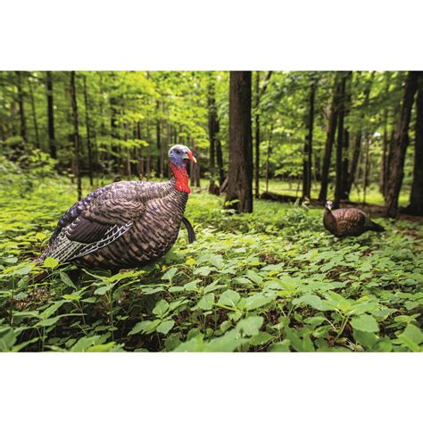 Avian X LCD Breeder Hen Turkey Decoy 732527 Turkey Decoys At