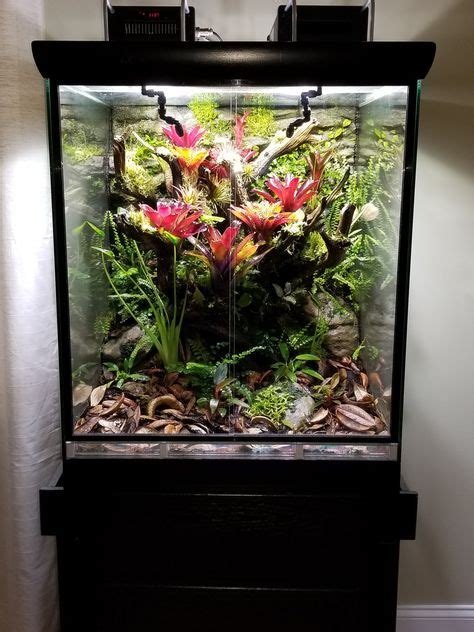 300 Dart frog vivarium ideas | dart frog vivarium, vivarium, reptile terrarium