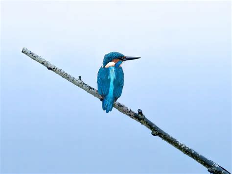 Kingfisher Photo Gallery | Earth Life