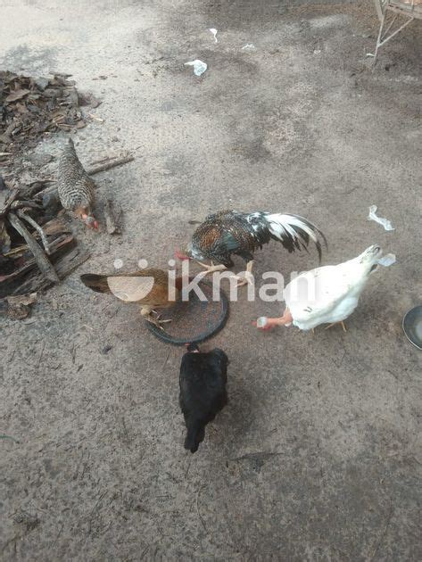 Roost Hen For Sale In Jaffna City Ikman