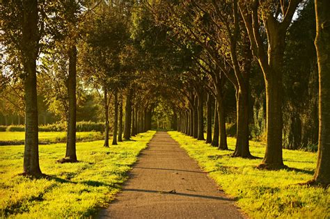 Quais são as cidades mais arborizadas do Brasil Portal Steel Frame