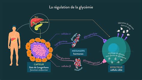 Schéma bilan La régulation de la glycémie SchoolMouv