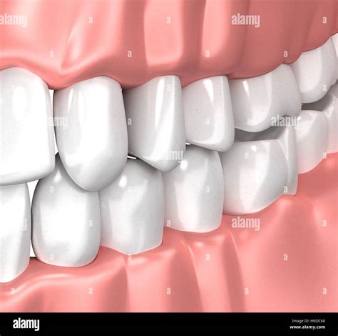 Teeth Gum Human Mouth Anatomy 3d Illustration Stock Photo Alamy