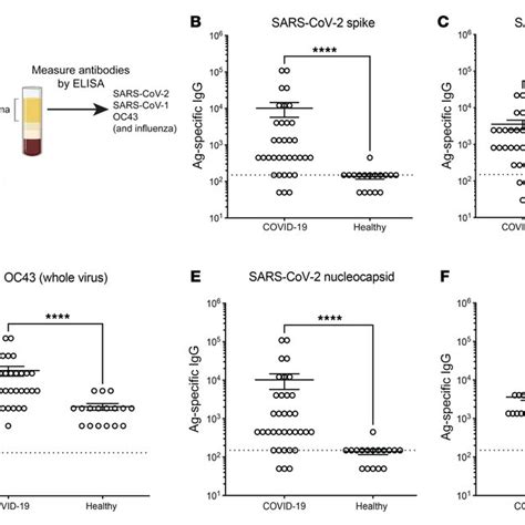 Cross Reactive Antibody Responses Following Sars Cov 2 Infection In