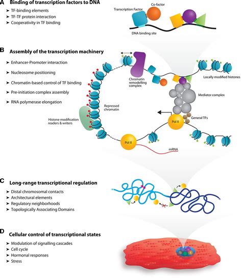 Investigating The Transcriptional Control Of Cardiovascular Development