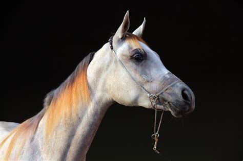 187 Dapple Grey Horse Arabian Stock Photos - Free & Royalty-Free Stock Photos from Dreamstime